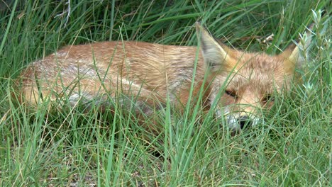 zorro rojo que descansa y se esconde en la hierba alta