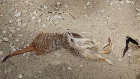 two adorable meerkats are peacefully sleeping together, cuddled up in a heartwarming embrace