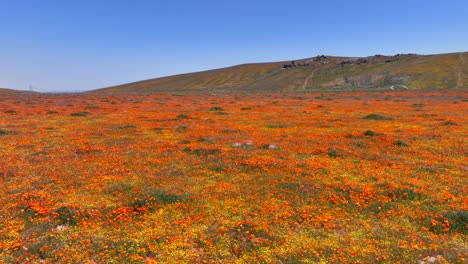 aerial view of the antelope valley poppy reserve during the spring bloom