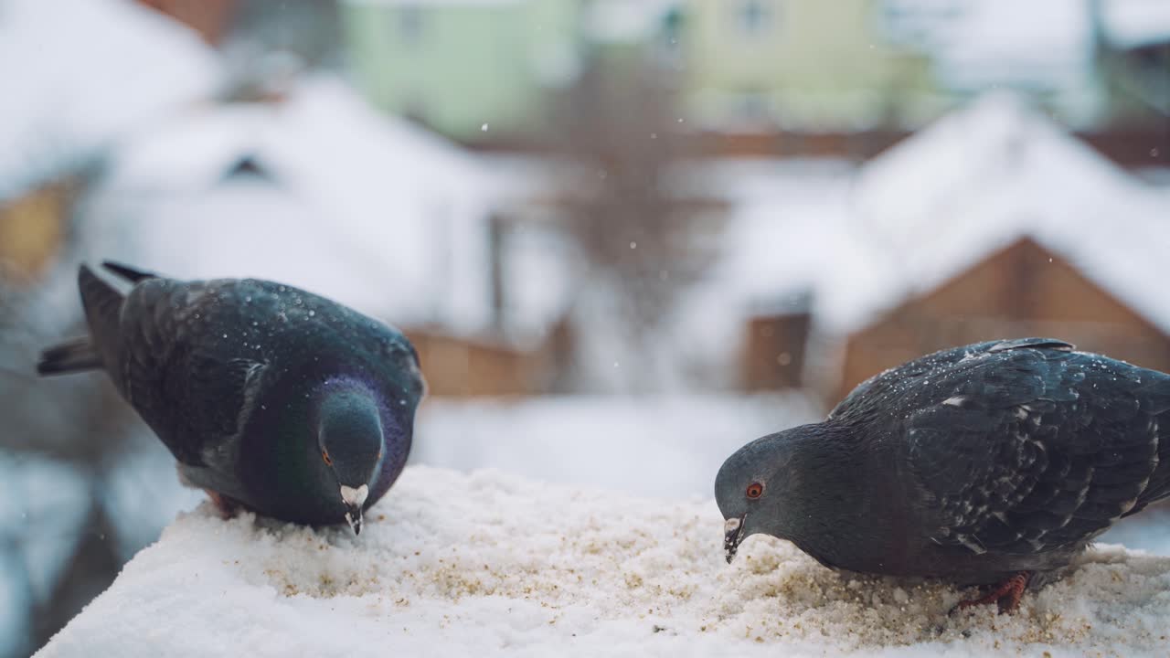 Pigeons in snow. Feeding of birds.