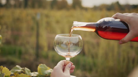 the taster pours red wine into a glass against the backdrop of vineyards. slow motion 4k video