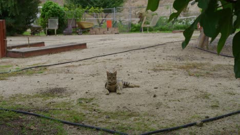 Striped-cat-lying-on-the-sandy-ground-looking-at-the-camera,-them-getting-to-walk-out-of-the-shoot