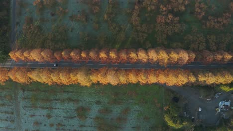 Car-drives-on-road-lined-with-metasequoia-trees,-Japan