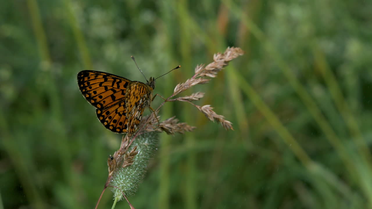 mariposa naranja en el césped