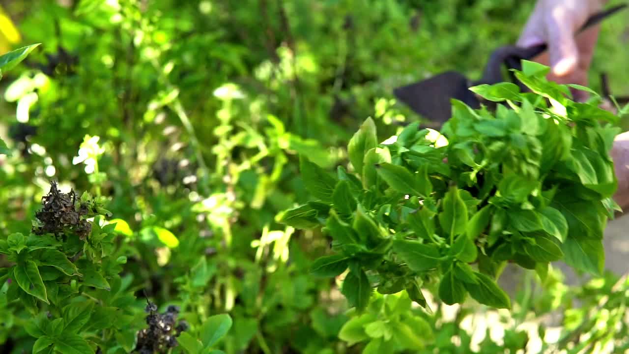 화창한 날 정원에서 녹색 민트 야채 꽃다발을 제거하는 농부