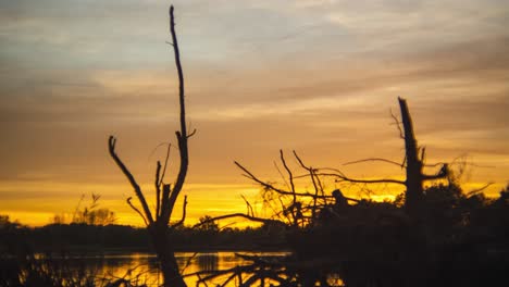 majestic orange sunset sky with cloudscape with fallen tree silhouette in foreground