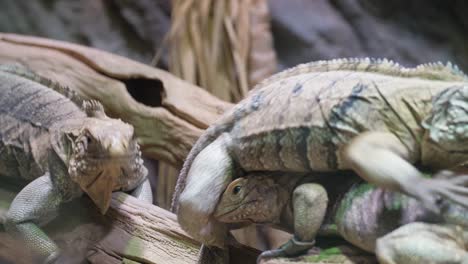 two reptiles iguanas feeding on fruit on a tree br 4k 2025 08 04 22 50 24 utc.mov | animal, asian, background, basking