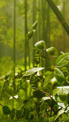 sunlit bamboo forest