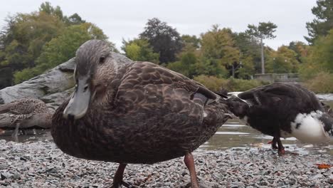 close up portrait shot of a group of ducks wandering around in the side of a lake, cinematic shot