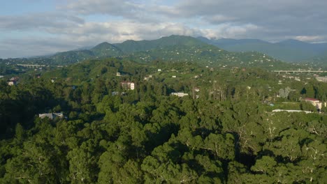 Fly-Over-Dense-Giant-Gum-Trees-And-Mountain-Range-In-Chakvi,-Georgia