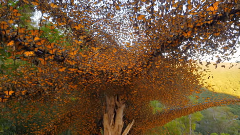 a tree completely covered with a massive swarm of monarch butterflies