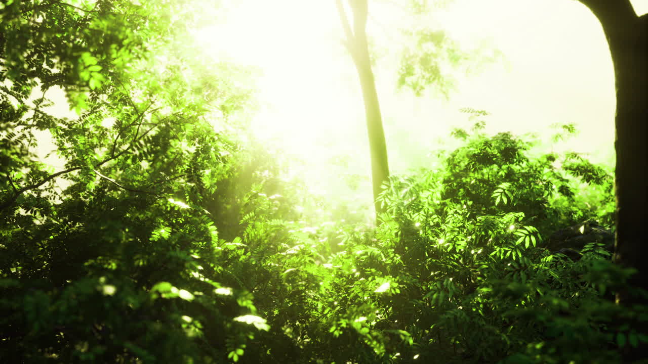 Sunlight illuminating lush greenery in a vibrant forest during morning hours
