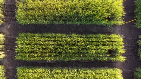 Toma-Aérea-De-Arriba-Hacia-Abajo-De-Las-Plantas-De-Hierba-Ondulantes-De-La-Plantación-En-La-Granja-Durante-La-Puesta-De-Sol