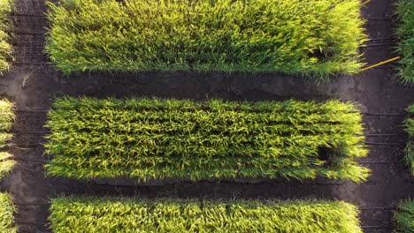 toma aérea de arriba hacia abajo de las plantas de hierba ondulantes de la plantación en la granja durante la puesta de sol