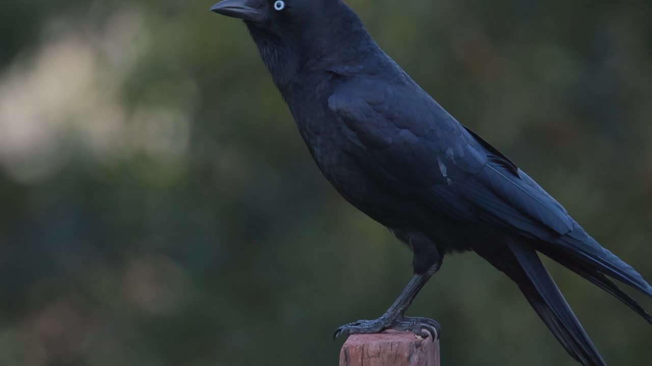 Un corvo nero con occhi bianchi si appollaia su un palo di legno contro una foresta sfocata.