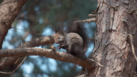 eurasian red squirrel eating nut sitting on pine tree branch