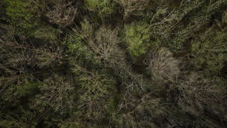 Amazing-falling-from-above-perspective-of-trees-leaving-out-during-springtime