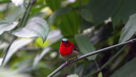 un pájaro carmesí sentado en una rama en un jardín