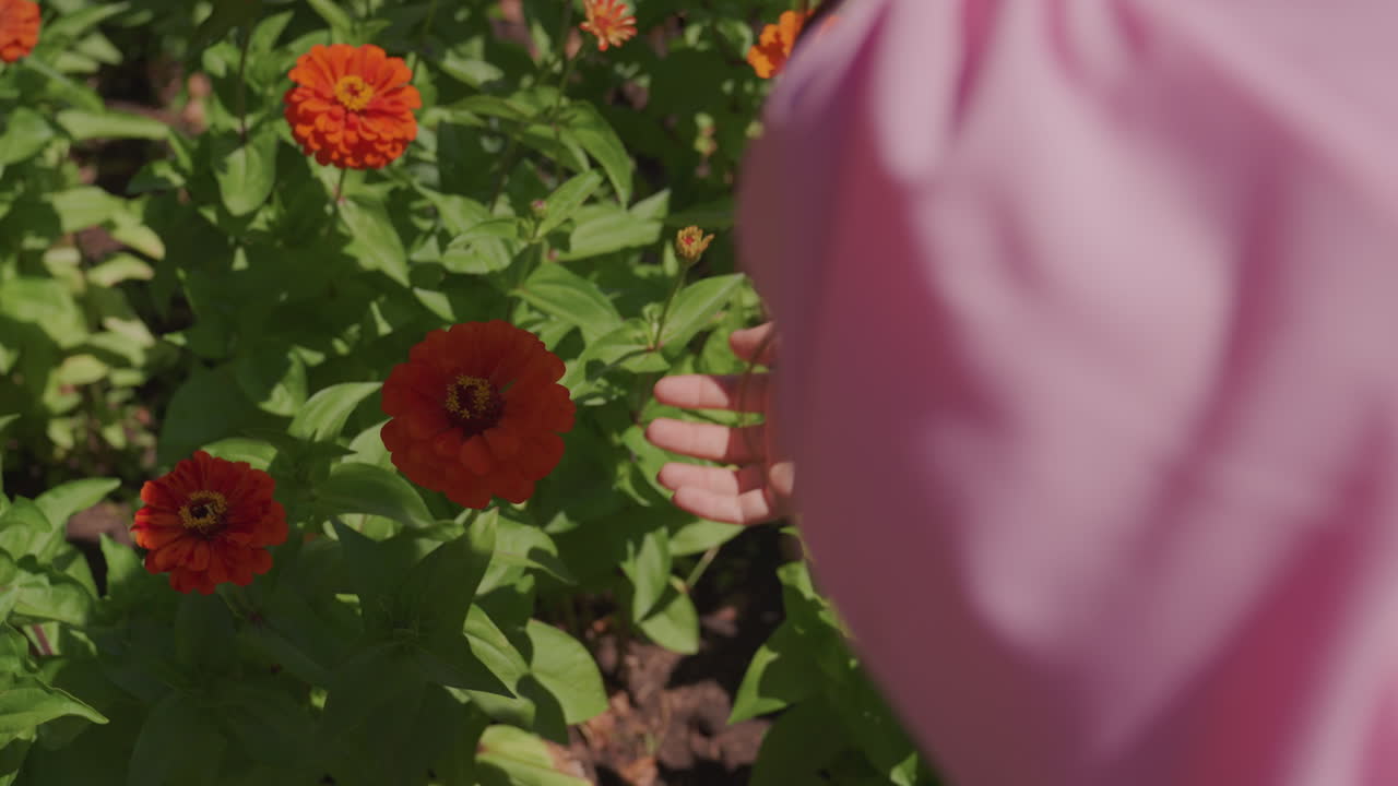 Donna caucasica in rosa che annusa una zinnia, primo piano di petali arancioni e foglie verdi, aiuola illuminata dal sole, brezza leggera, posa riflessiva, movimento delicato del vestito, attenzione sensoriale su profumo e consistenza, slow