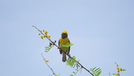 Baya-Weaver-Oder-Ploceus-Philippinus-Auf-Einem-Blütenzweig-In-Indien