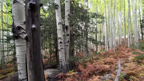 Una-Toma-De-Un-Dron-Con-Plataforma-Rodante-De-Un-Tranquilo-Bosque-De-álamos