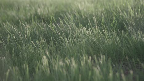 a field with a bunch of grasses and a single stalk of grass