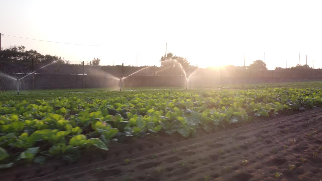 vuelo aéreo sobre aspersores rociando agua en campos agrícolas durante el calor en portugal al atardecer