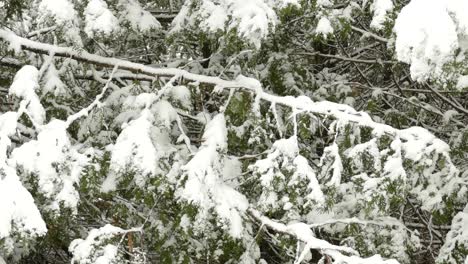 snow-covered pine tree branches and leaves - snowfall in eastern canada during winter - close up, slider shot