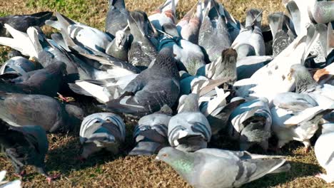 slow motion flock of pigeons with the ass in the air eating from grass