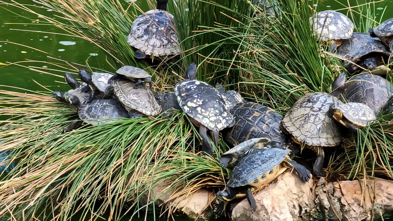 Creep Of Tortoise Resting On Grass In Pond