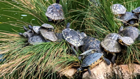 creep of tortoise resting on grass in pond