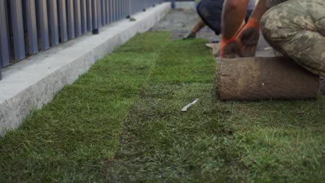 a team of workers lays a rolled lawn in the yard of the house