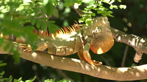 large male green iguana moving along the tree branch and bobbing its head