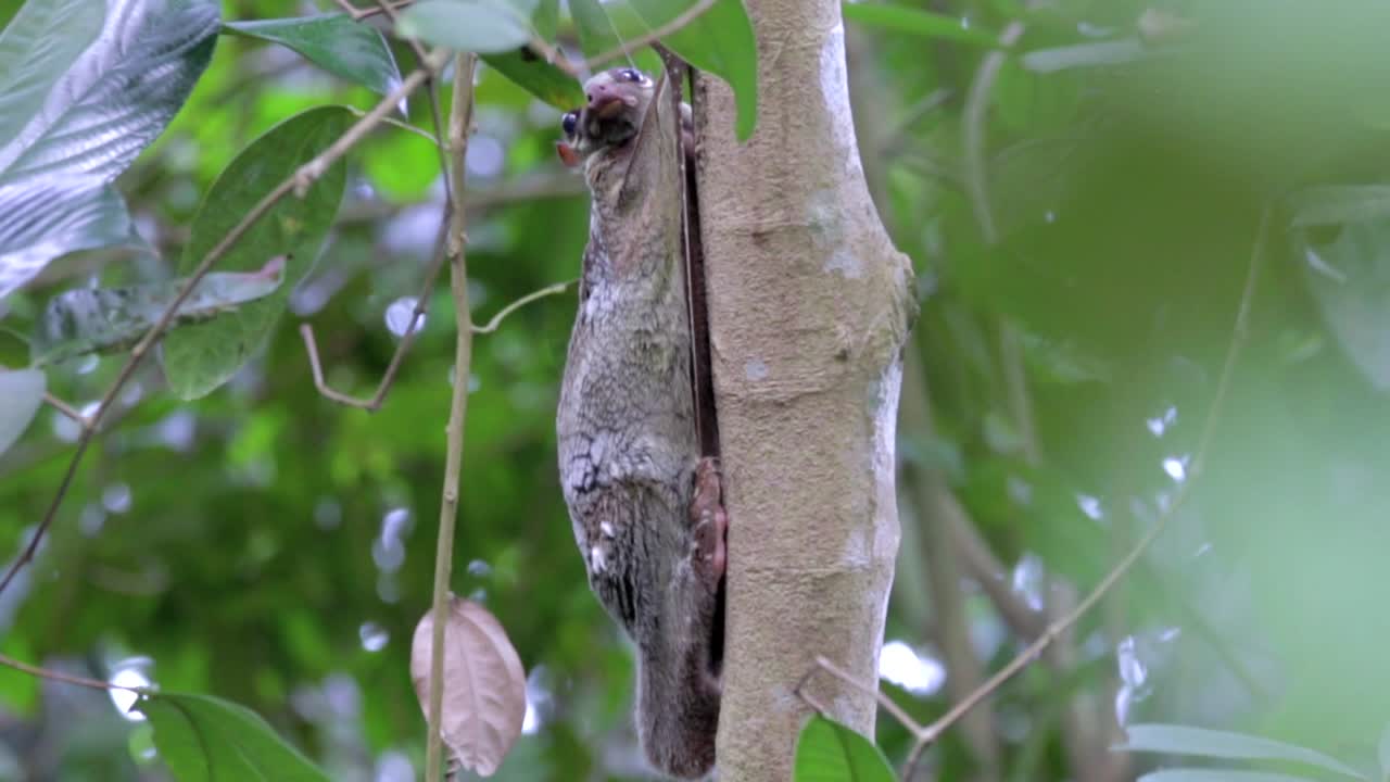 vista lateral de un lémur volador, o colugo, aferrado a un árbol y moviendo su cabeza en singapur - primer plano