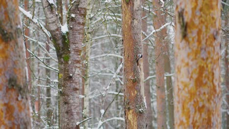Woodpecker climbing up on a pine tree