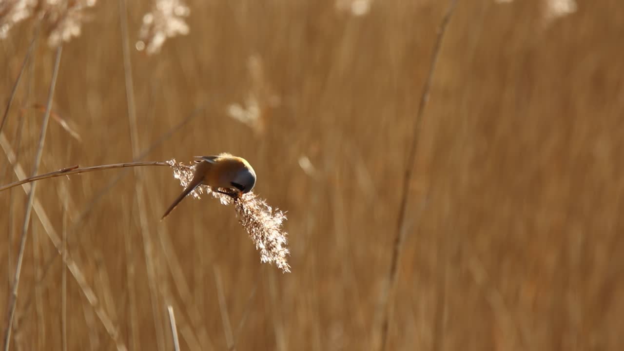 pequeño pájaro alimentándose en un lecho de caña