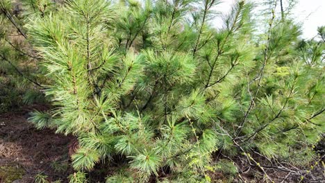 a small pine tree is prominently situated amidst the dense foliage of a forest