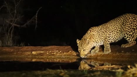 una toma ancha de bajo ángulo de un leopardo que aparece en un pozo de agua para una bebida nocturna, el mayor kruger