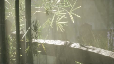 japan bamboo forest and green meadow grass with natural light