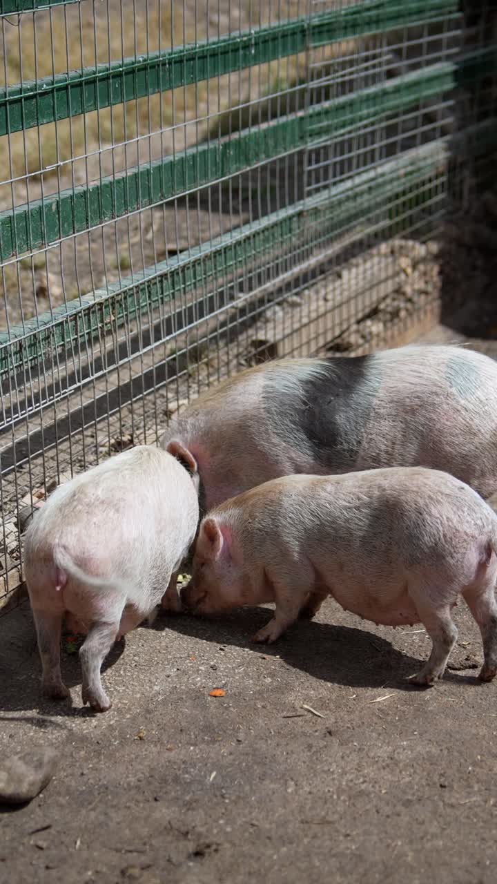 세 마리의 돼지가 먹고 있다