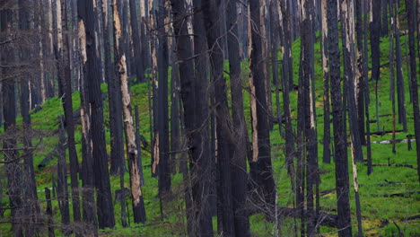 la cámara recorre los árboles quemados y la vegetación verde y exuberante después de un devastador incendio forestal