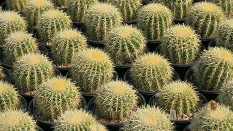 many small cacti in pots for sale at a local cactus nursery in arizona