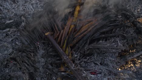 smoke from extinguished fire on burnt coconut leaves with ashes - close up