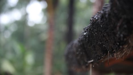 Close-up-macro-shot-of-water-drops-dripping-from-thatched-roof-material-during-rainy-season,-isolated-on-blurred-background