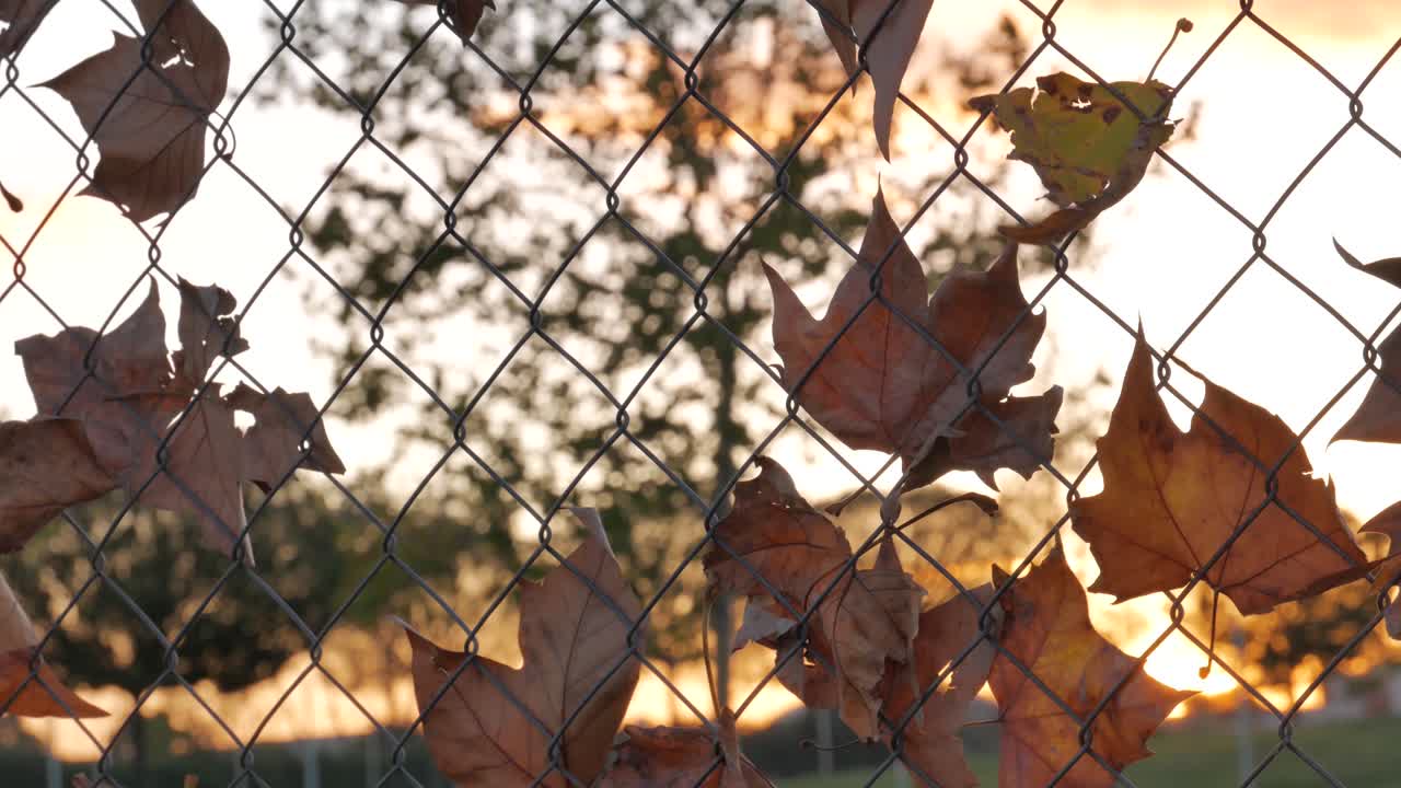 Autumn Sunset Through a Wire Fence