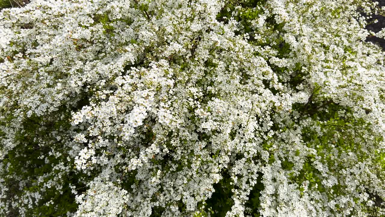 Toma media estática de flores blancas de spirea Thunberg meciéndose suavemente en un jardín de Kioto