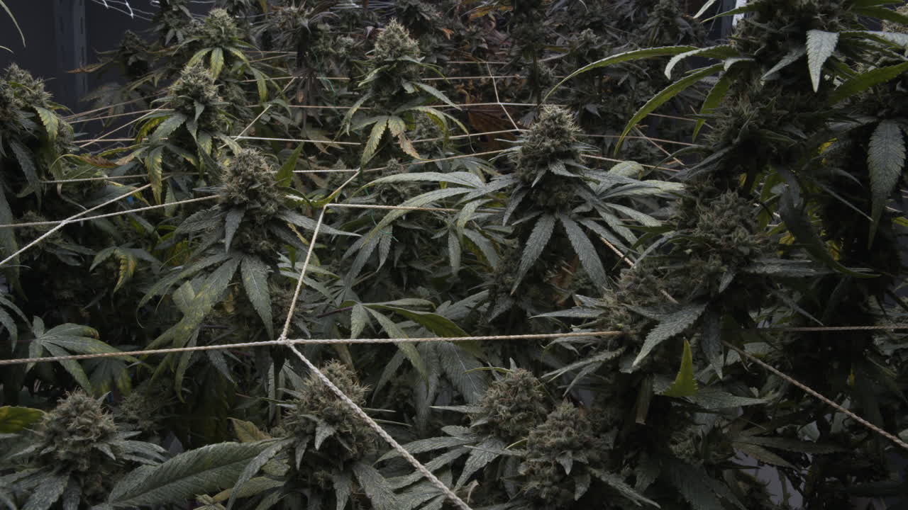 Indoor Marijuana Grow Room