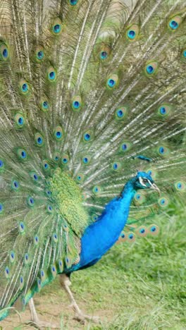 majestic indian peafowl (pavo cristatus) showcases its fully fanned iridescent tail in a vertical shot, captured in a lush grass enclosure at a petting zoo during daylight