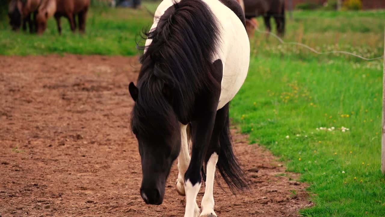 tomas de amistosos caballos islandeses en la granja