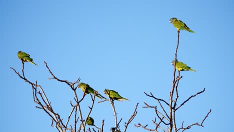 periquitos de corona azul posados en ramas desnudas contra un cielo azul claro